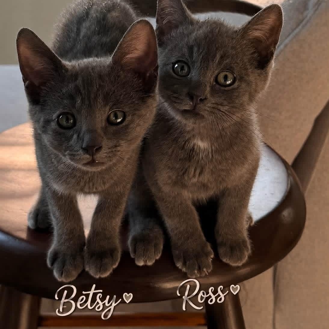 Enlarge BETSY & ROSS, a ADOPTABLE Domestic Short Hair in Schnecksville, PA image 4/4