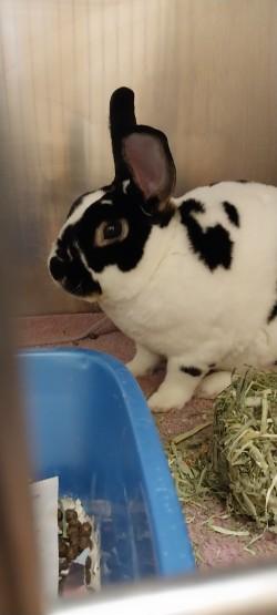 Arlo, Adoptable, Adult Male Mini Rex.