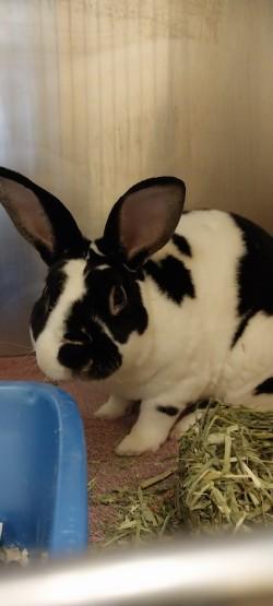 Enlarge Arlo, a Adoptable Mini Rex in Winchester, VA image 2/2