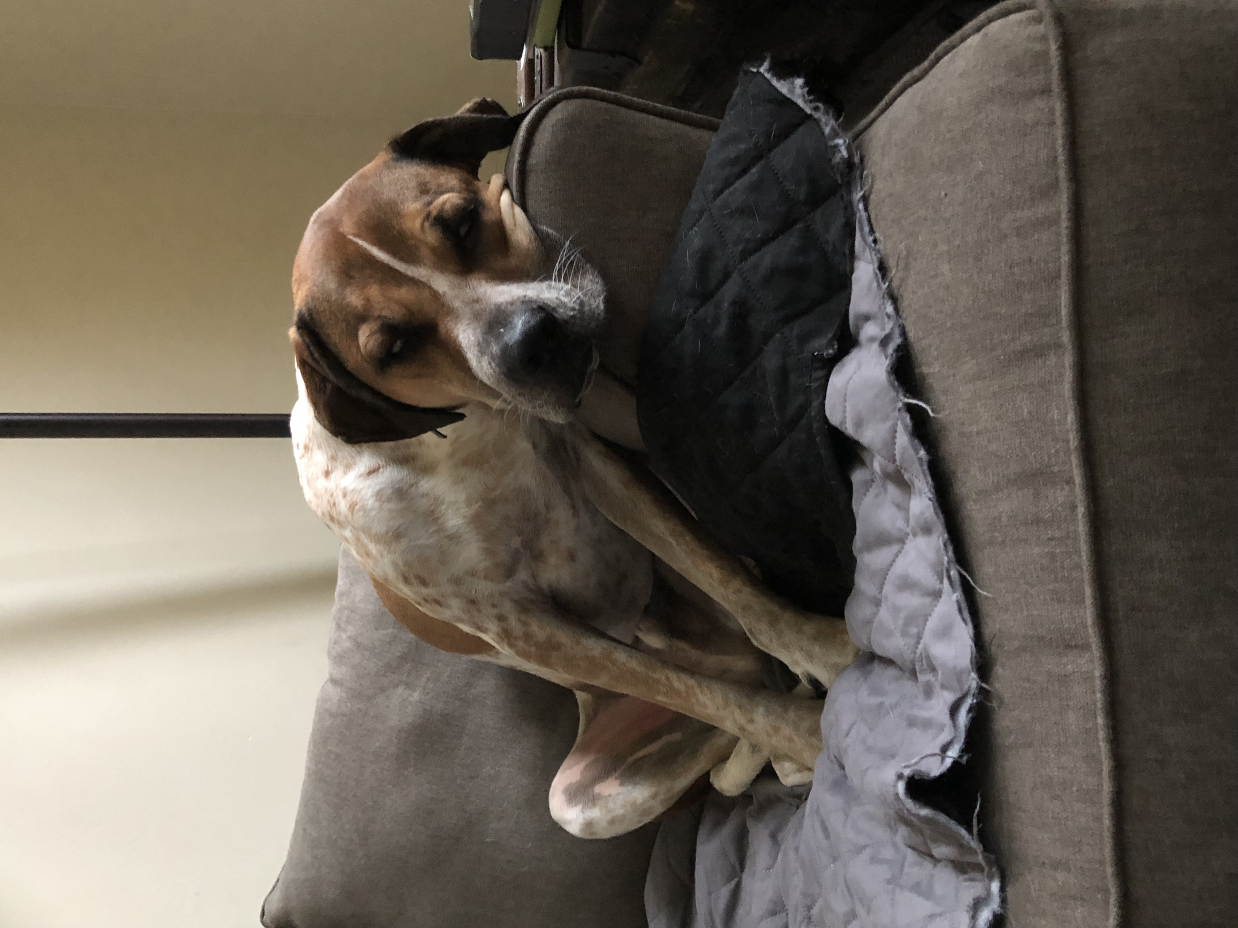 Rigby **Foster Needed**, a Adoptable Hound in Monticello, MN image 1/5