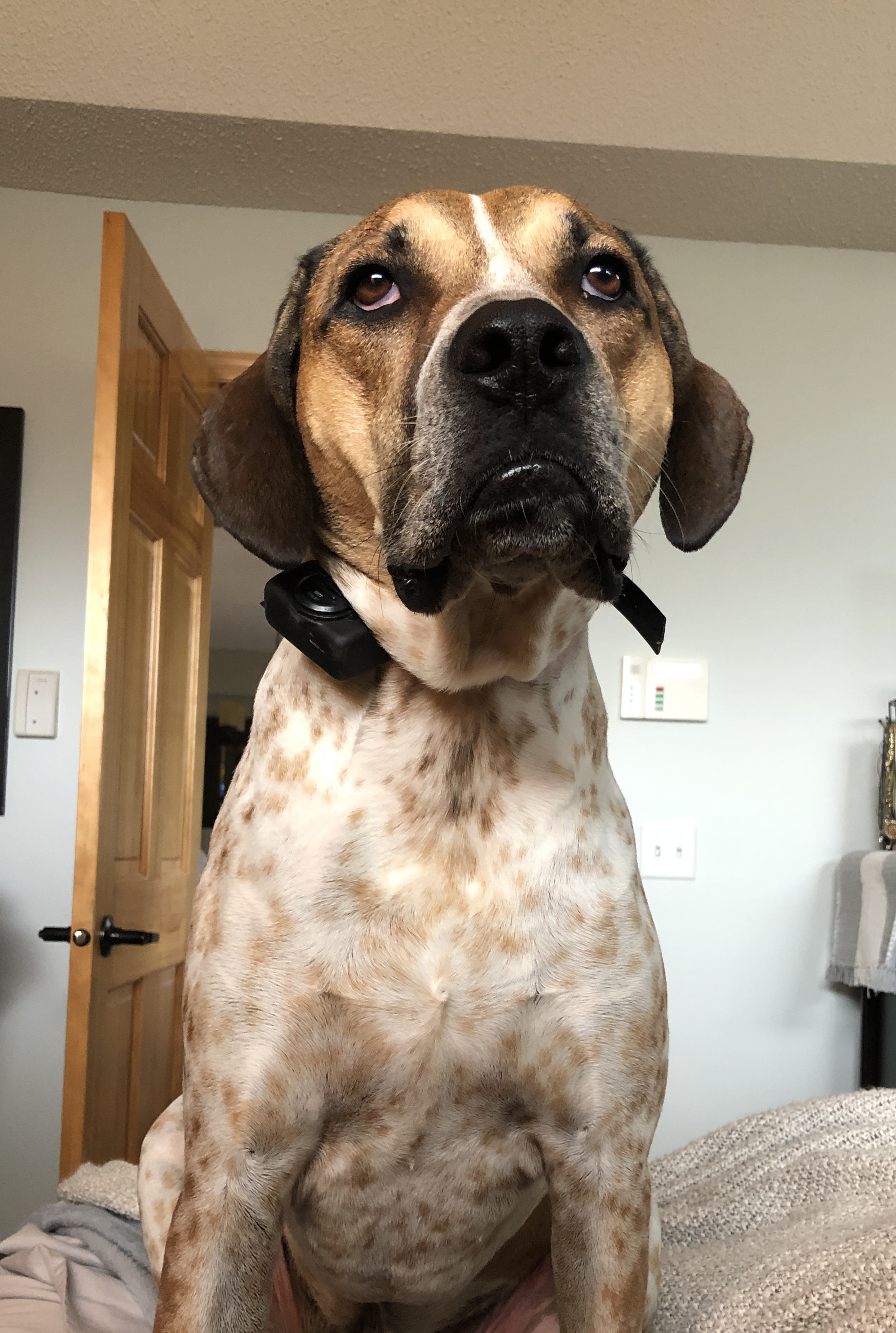 Rigby **Foster Needed**, a Adoptable Hound in Monticello, MN image 4/5