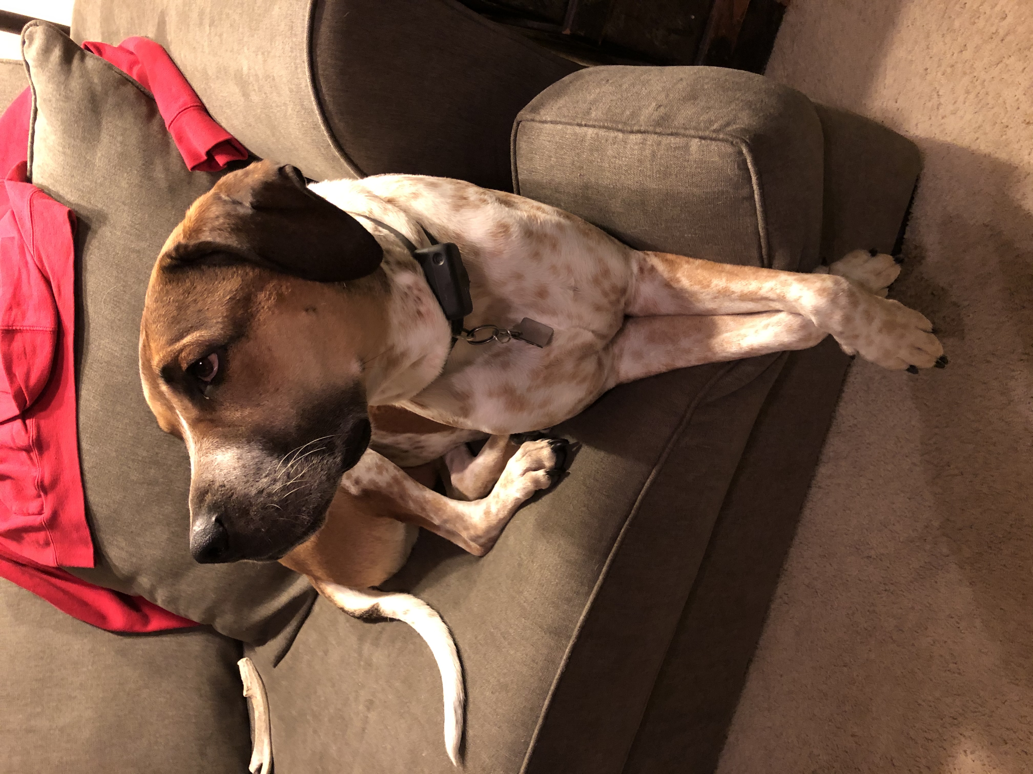 Rigby **Foster Needed**, a Adoptable Hound in Monticello, MN image 2/5