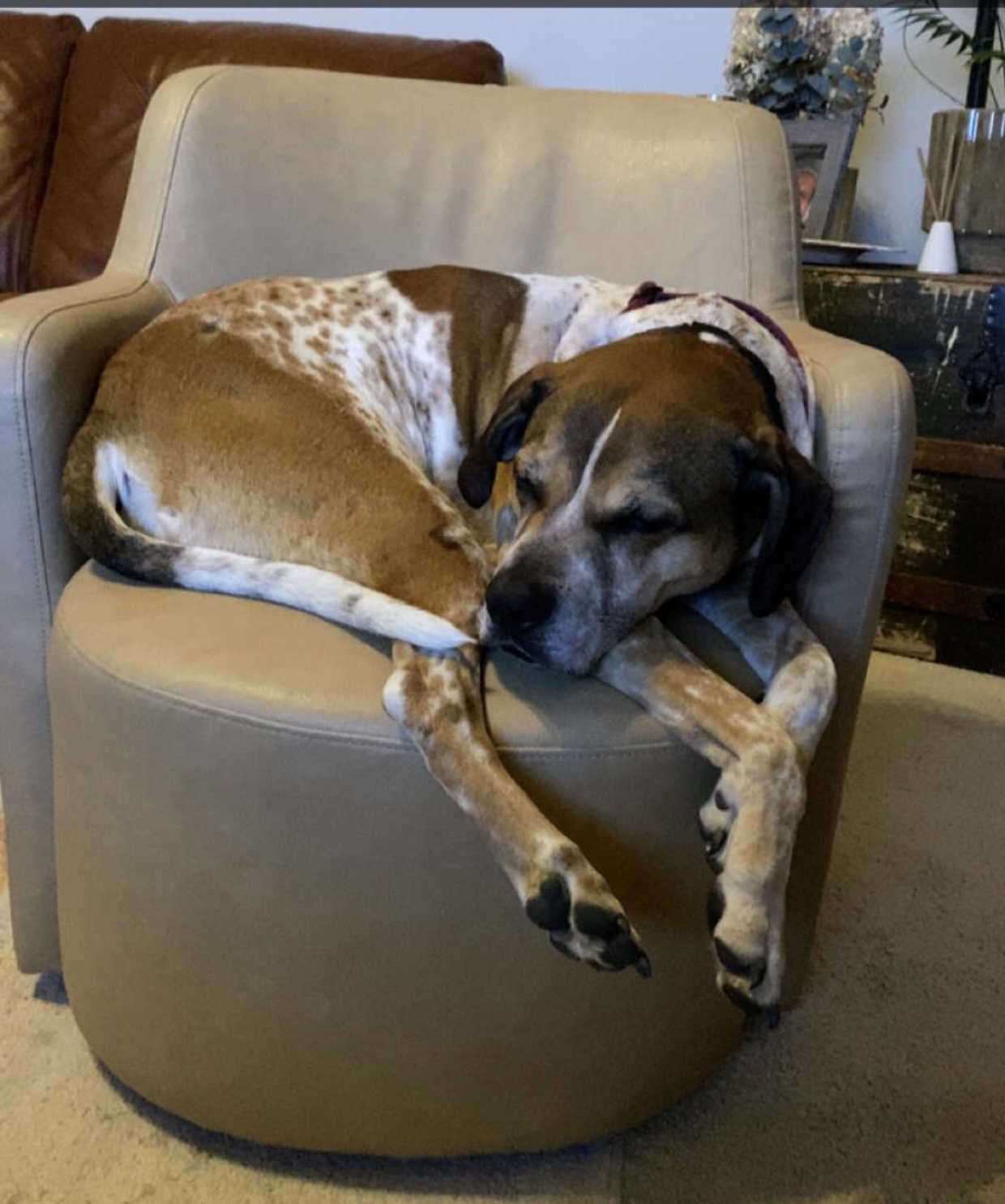 Rigby **Foster Needed**, a Adoptable Hound in Monticello, MN image 3/5