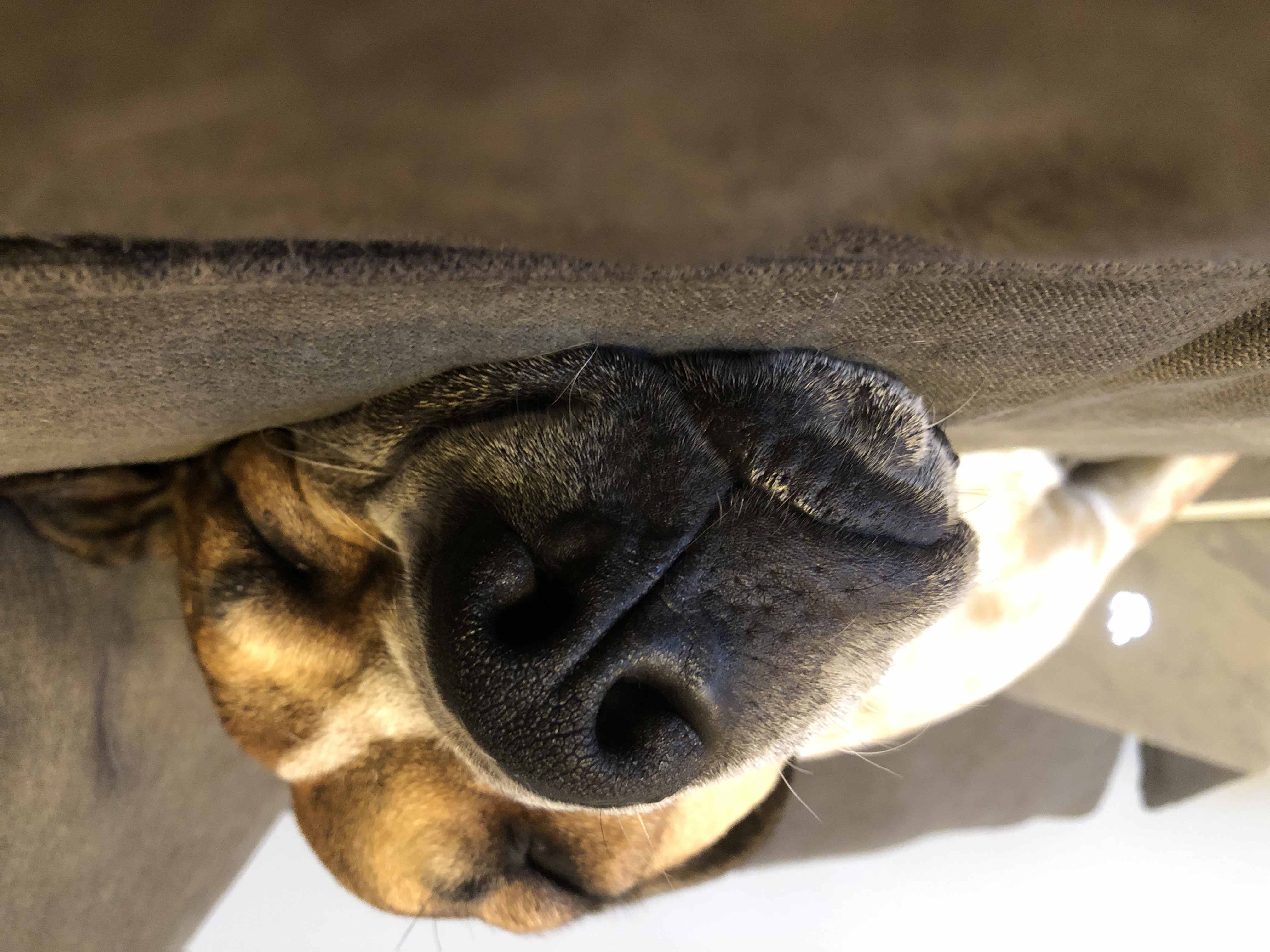 Rigby **Foster Needed**, a Adoptable Hound in Monticello, MN image 5/5