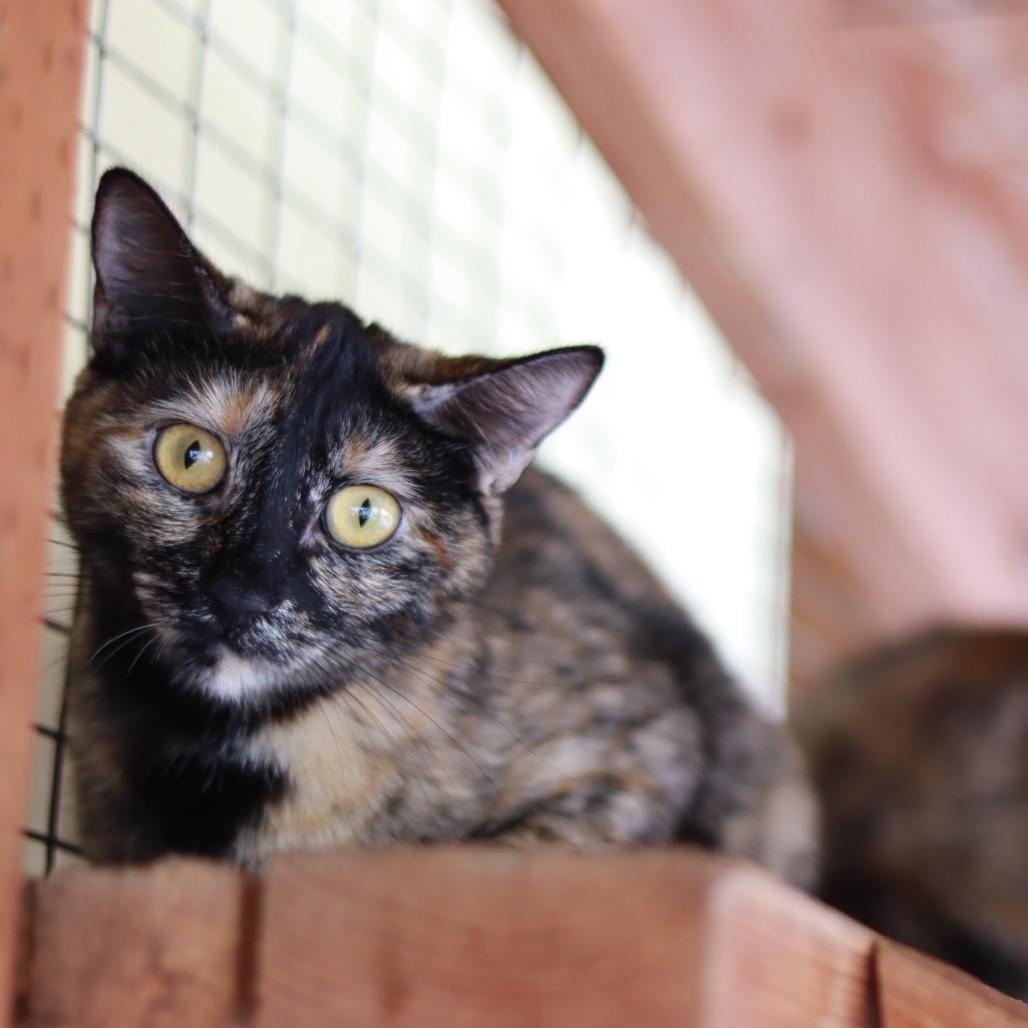 Suzi, a Adoptable Domestic Short Hair in Priest River, ID image 1/4