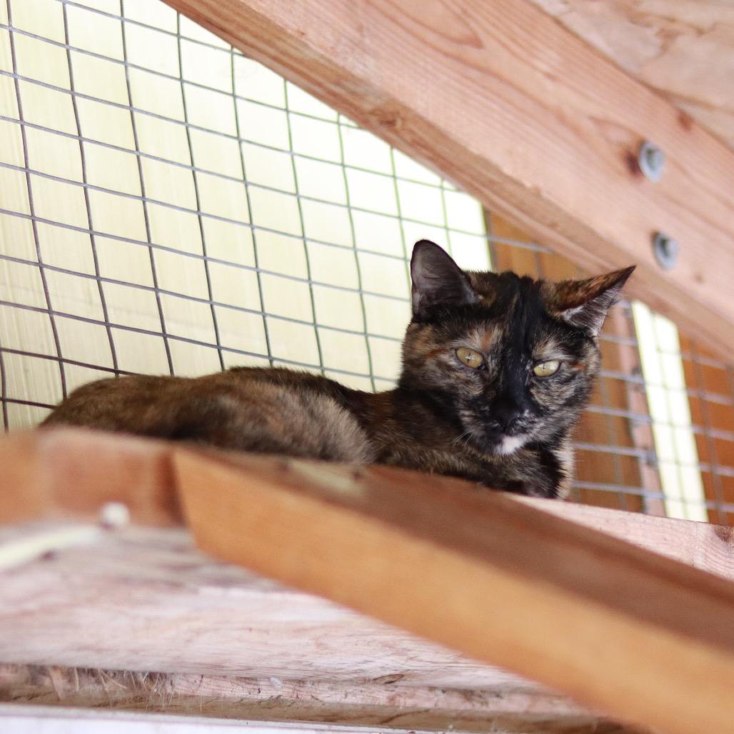 Suzi, a Adoptable Domestic Short Hair in Priest River, ID image 2/4