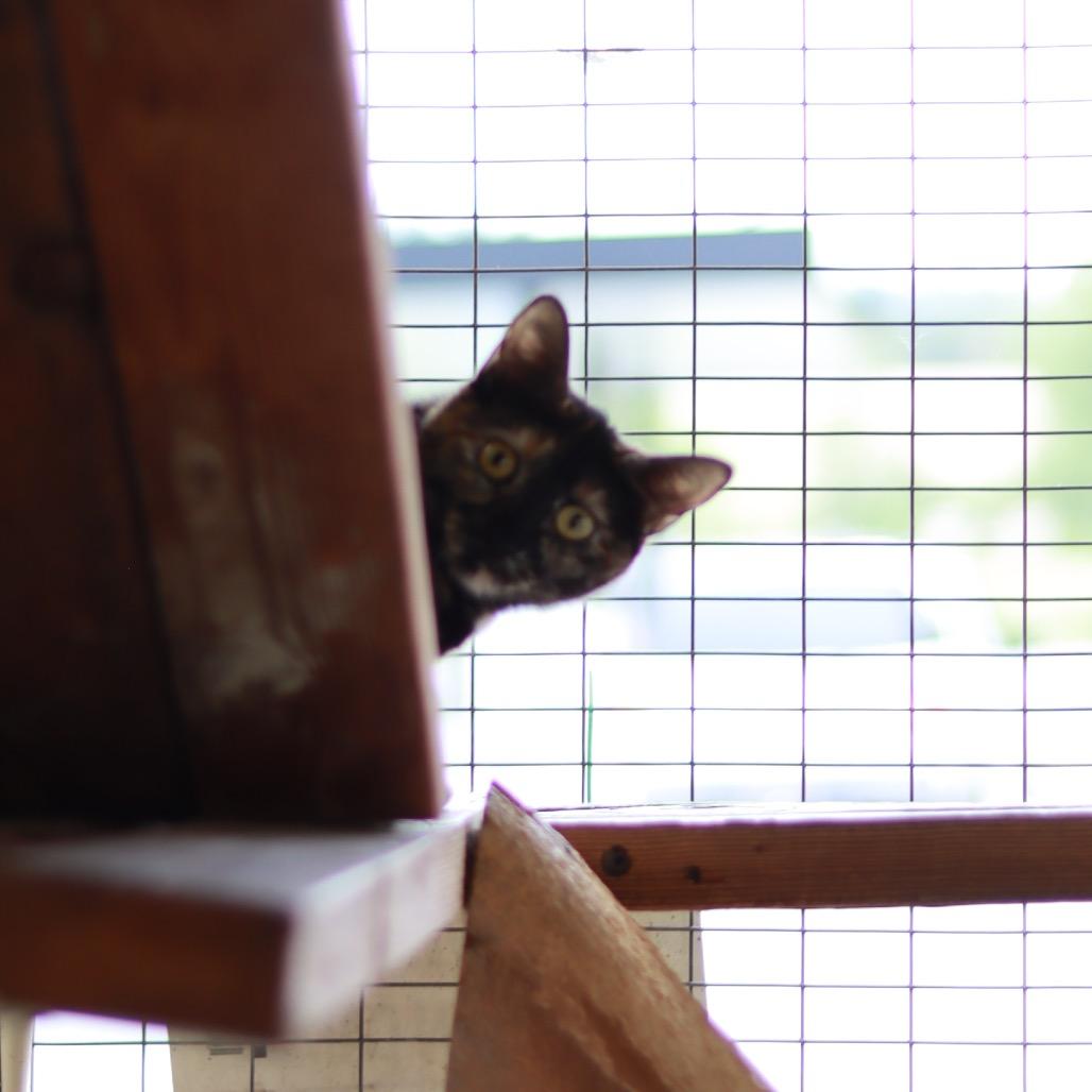 Suzi, a Adoptable Domestic Short Hair in Priest River, ID image 3/4