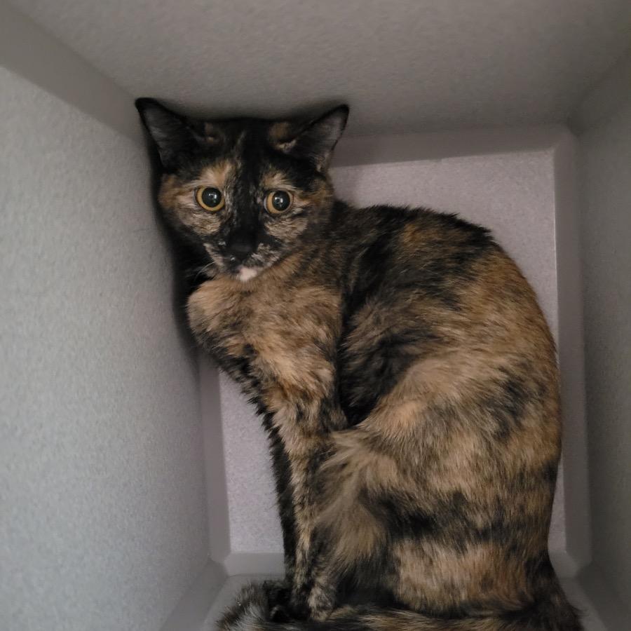 Suzi, a Adoptable Domestic Short Hair in Priest River, ID image 4/4