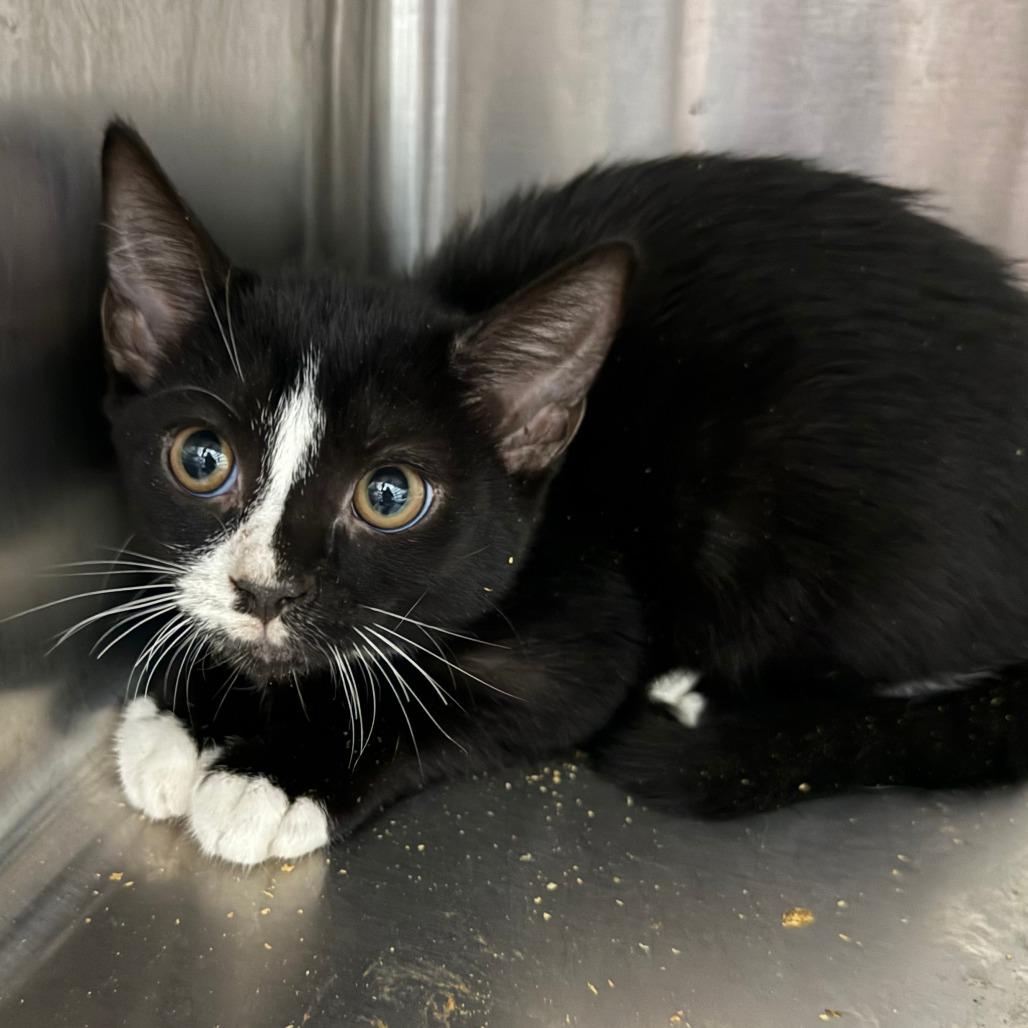 Whopper, a ADOPTABLE Domestic Short Hair in Parkland, FL image 4/4