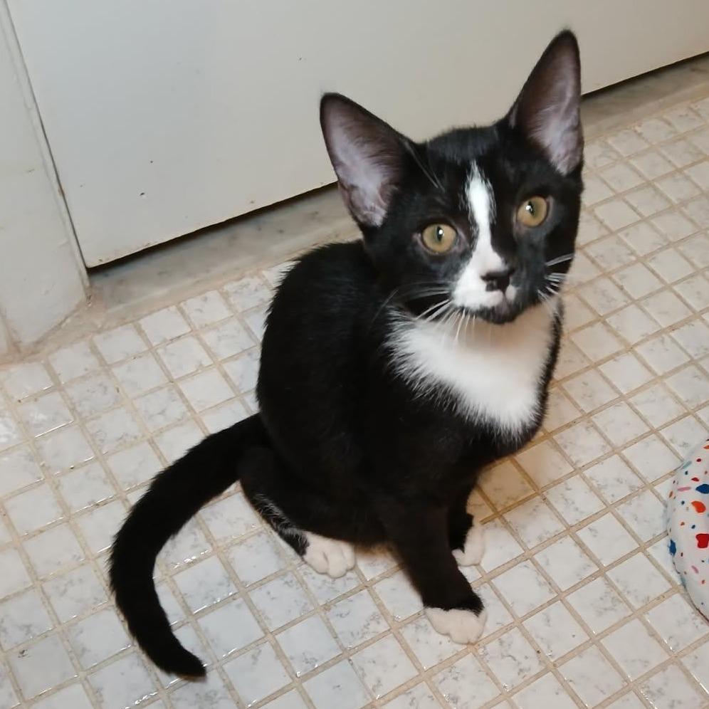 Whopper, a ADOPTABLE Domestic Short Hair in Parkland, FL image 3/4