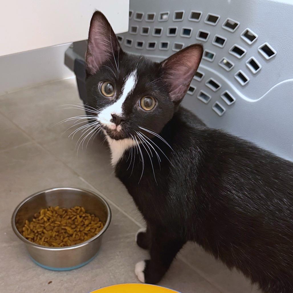 Whopper, ADOPTABLE, Young Male Domestic Short Hair.