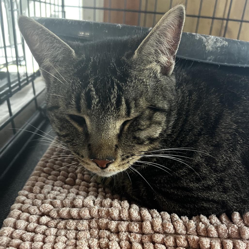 Enlarge Doug, a Adoptable Domestic Medium Hair in Pittsburg, KS image 1/2