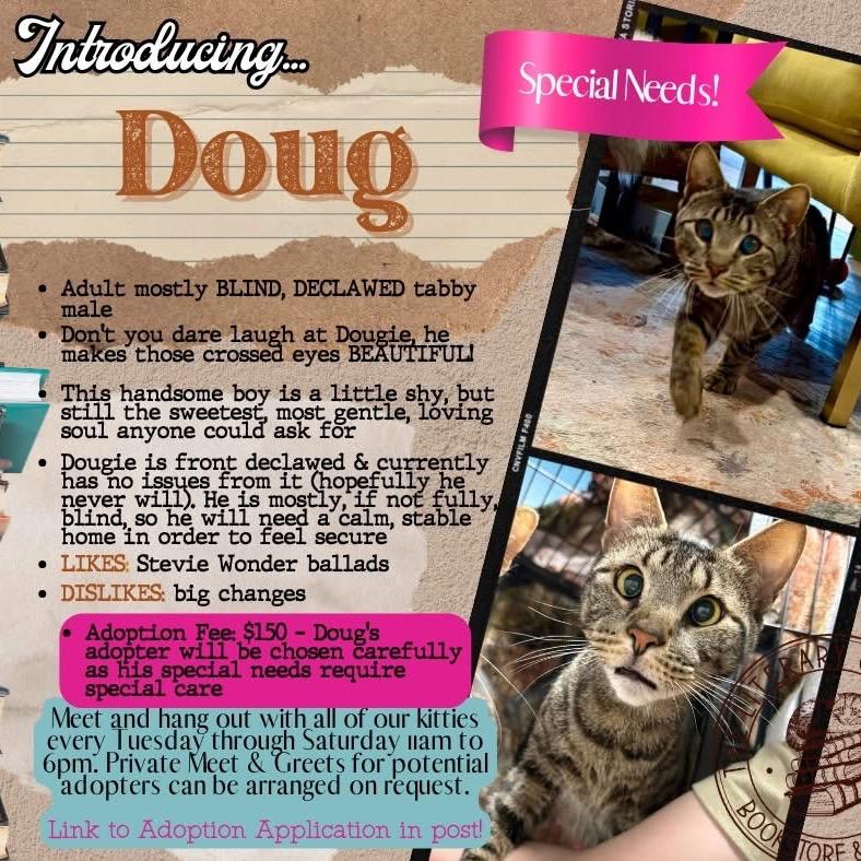 Enlarge Doug, a Adoptable Domestic Medium Hair in Pittsburg, KS image 2/2