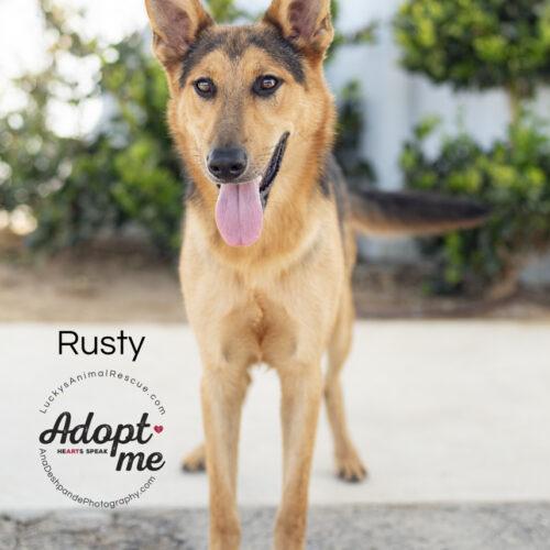 Rusty, adopted, Young Male German Shepherd Dog & Mixed Breed.