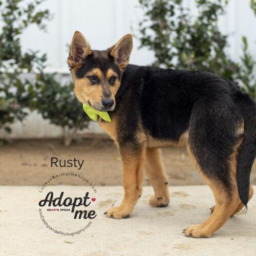 Rusty, an adopted mixed breed in Bakersfield, CA image 2/5