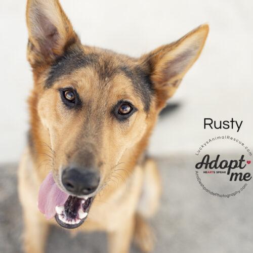Rusty, an adopted mixed breed in Bakersfield, CA image 3/5