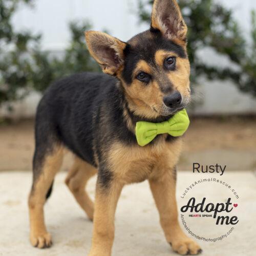 Rusty, an adopted mixed breed in Bakersfield, CA image 4/5