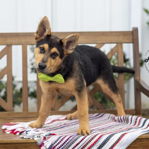 Rusty, an adopted mixed breed in Bakersfield, CA image 5/5