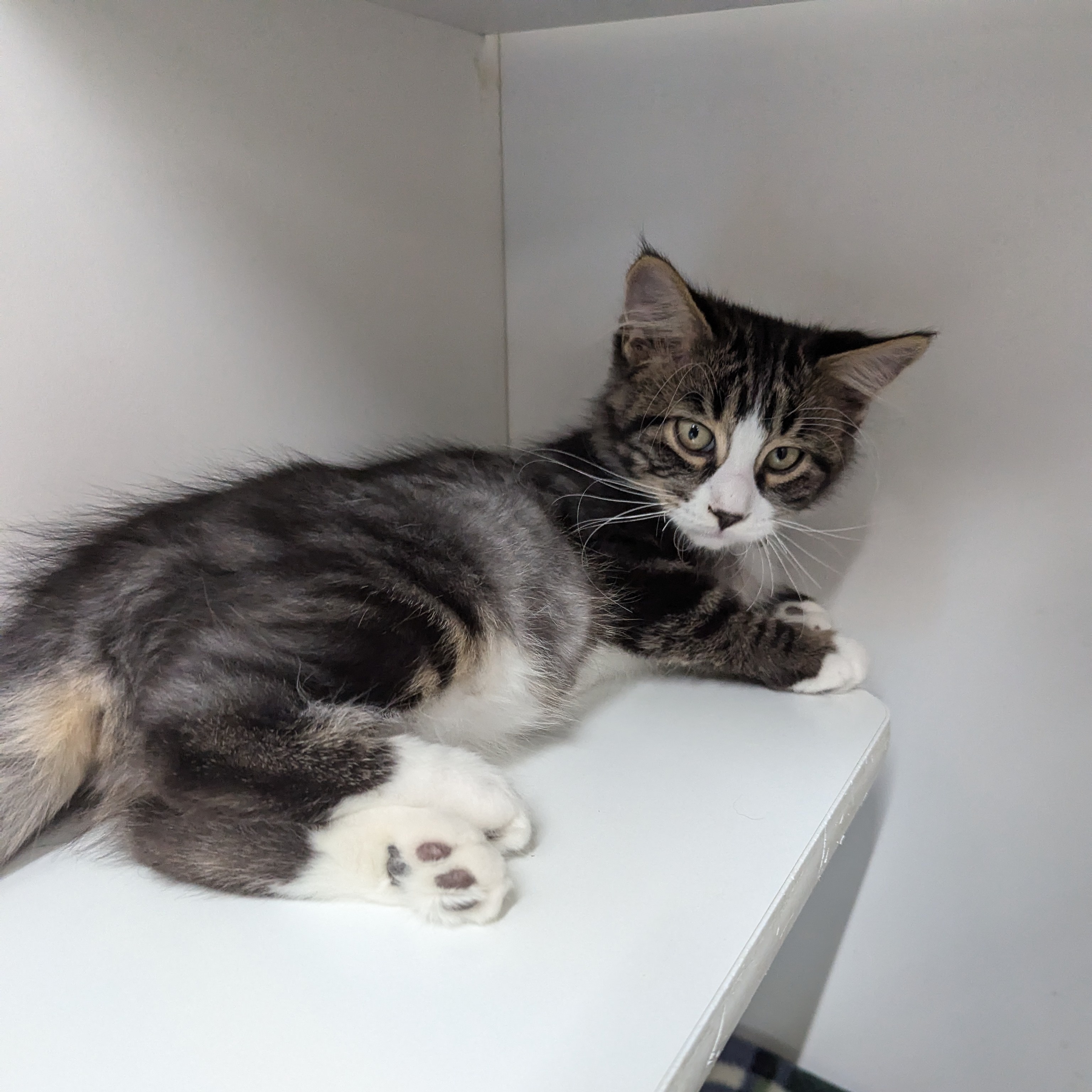 Cat for adoption Dory, a Domestic Short Hair Mix in Sioux Falls, SD