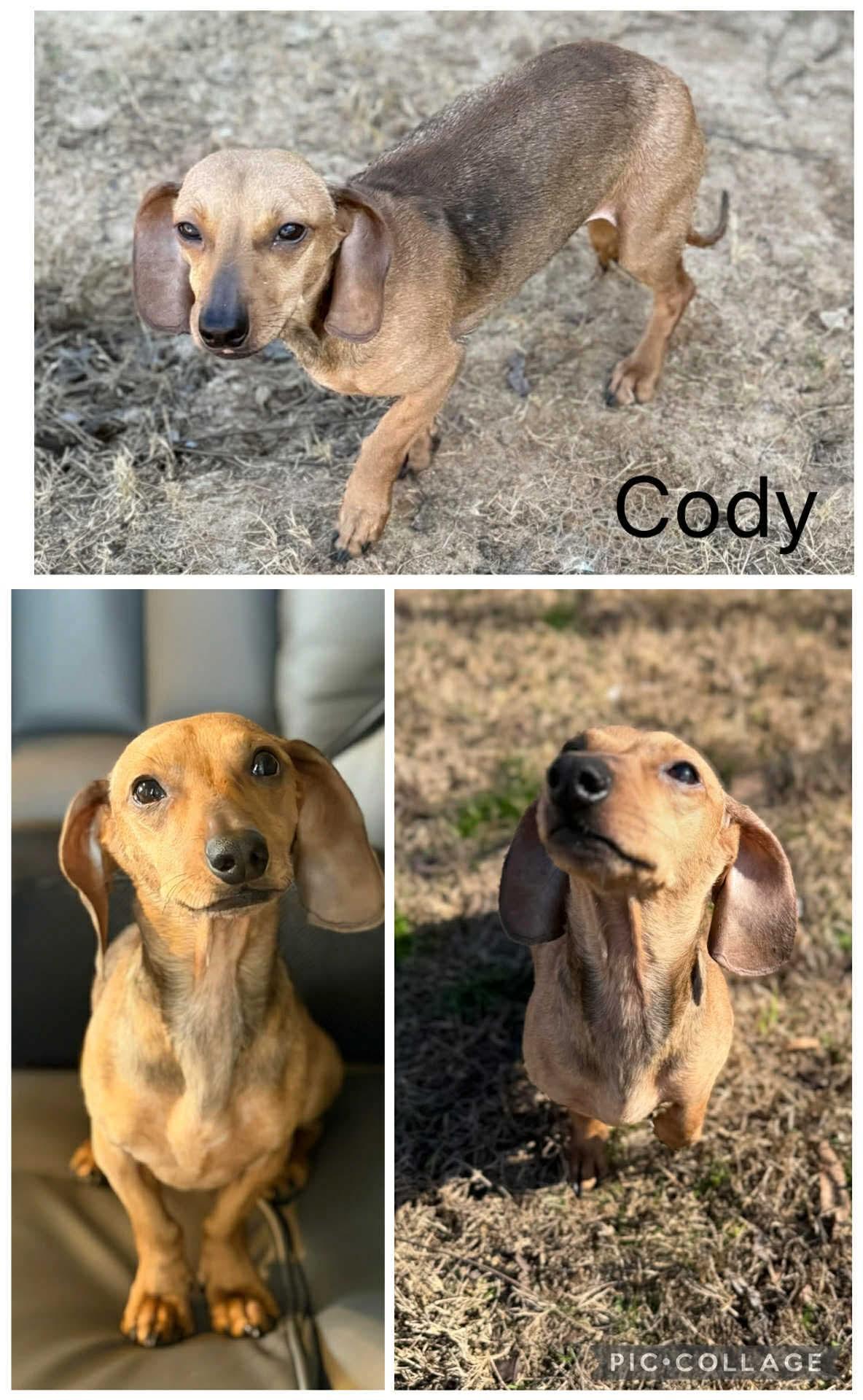Cody, ADOPTABLE, Young Male Dachshund.
