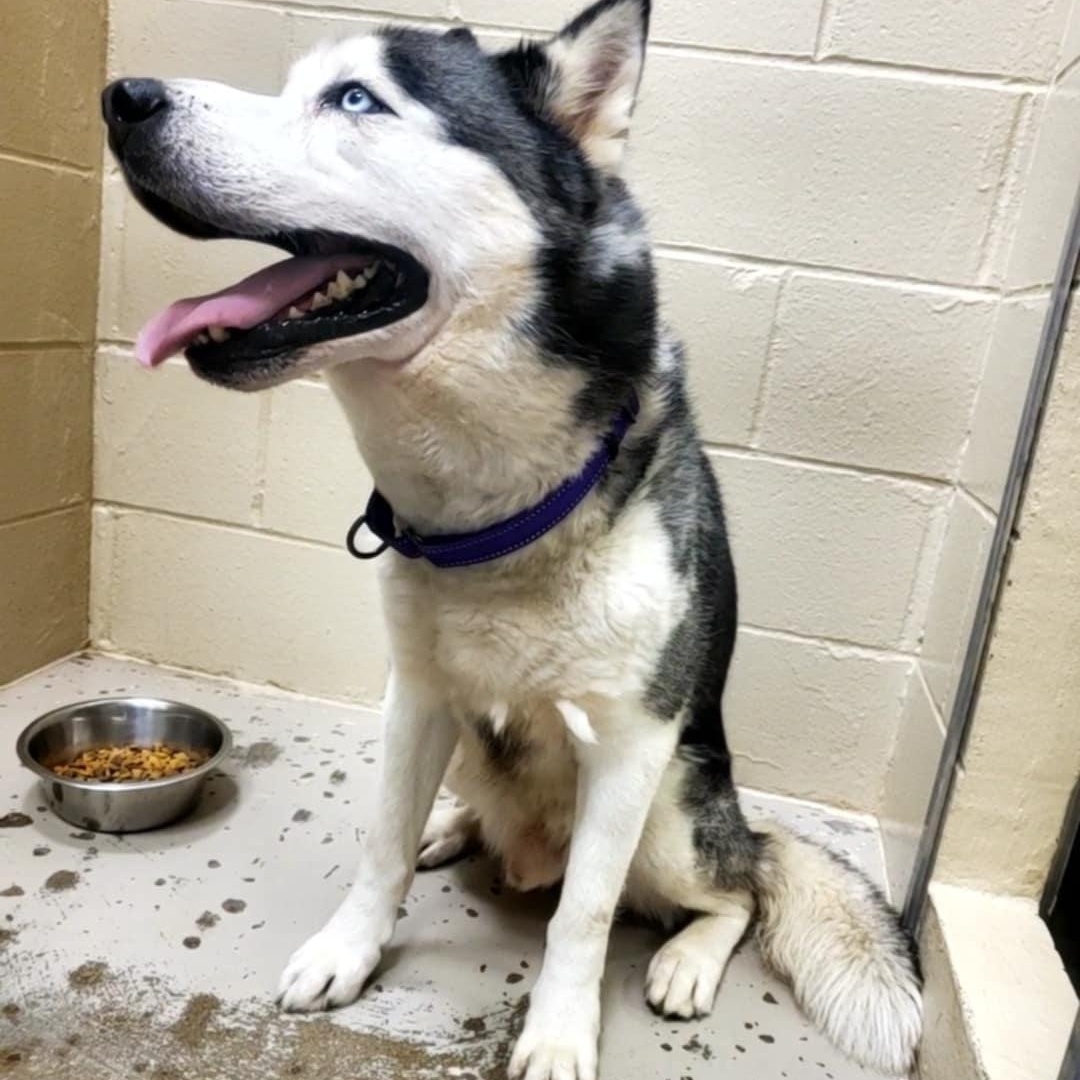 Yukon, an adoptable Husky in Hutchinson, MN, 55350 | Photo Image 4