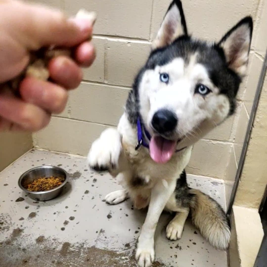 Yukon, an adoptable Husky in Hutchinson, MN, 55350 | Photo Image 5