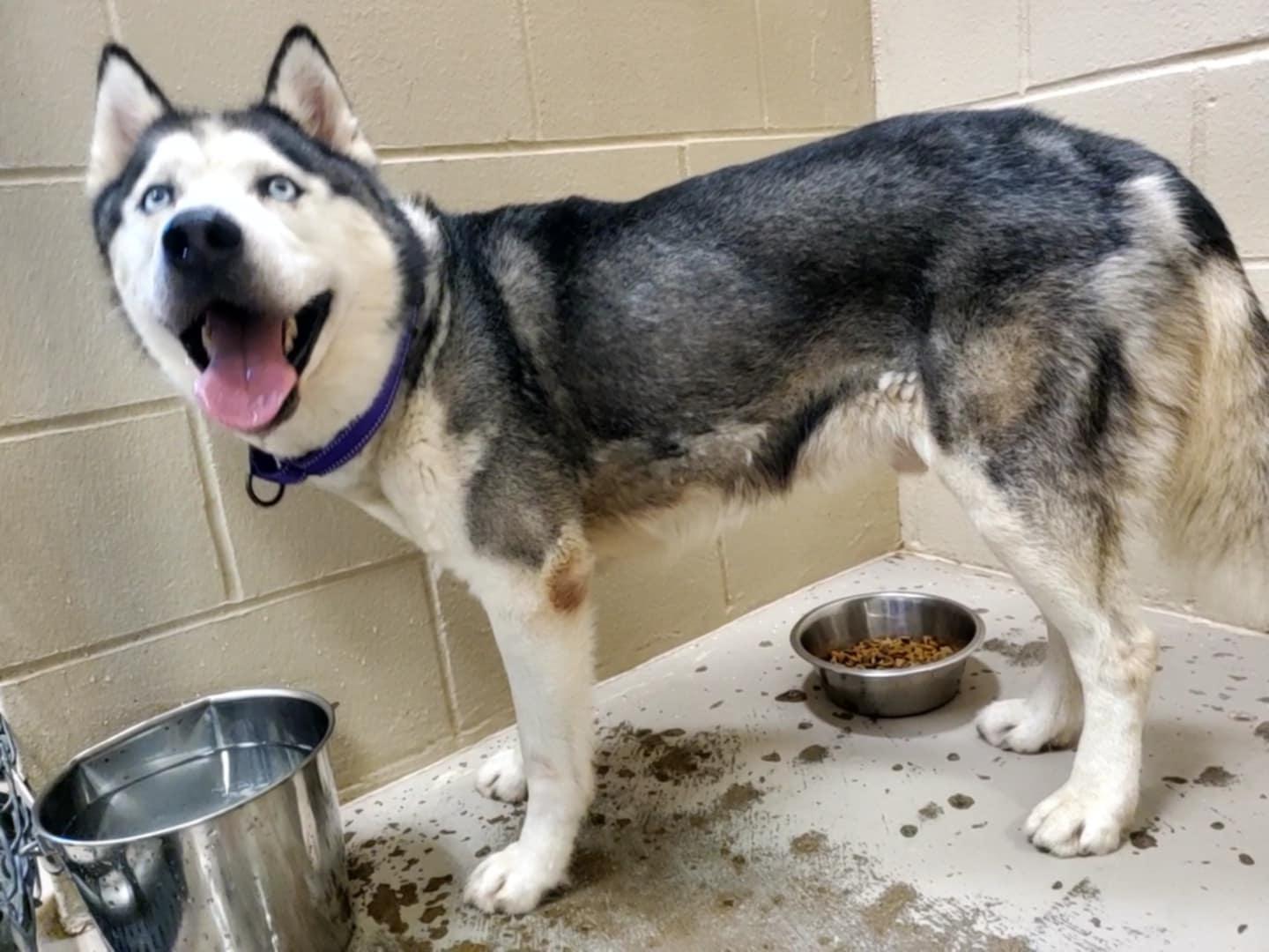 Yukon, an adoptable Husky in Hutchinson, MN, 55350 | Photo Image 3
