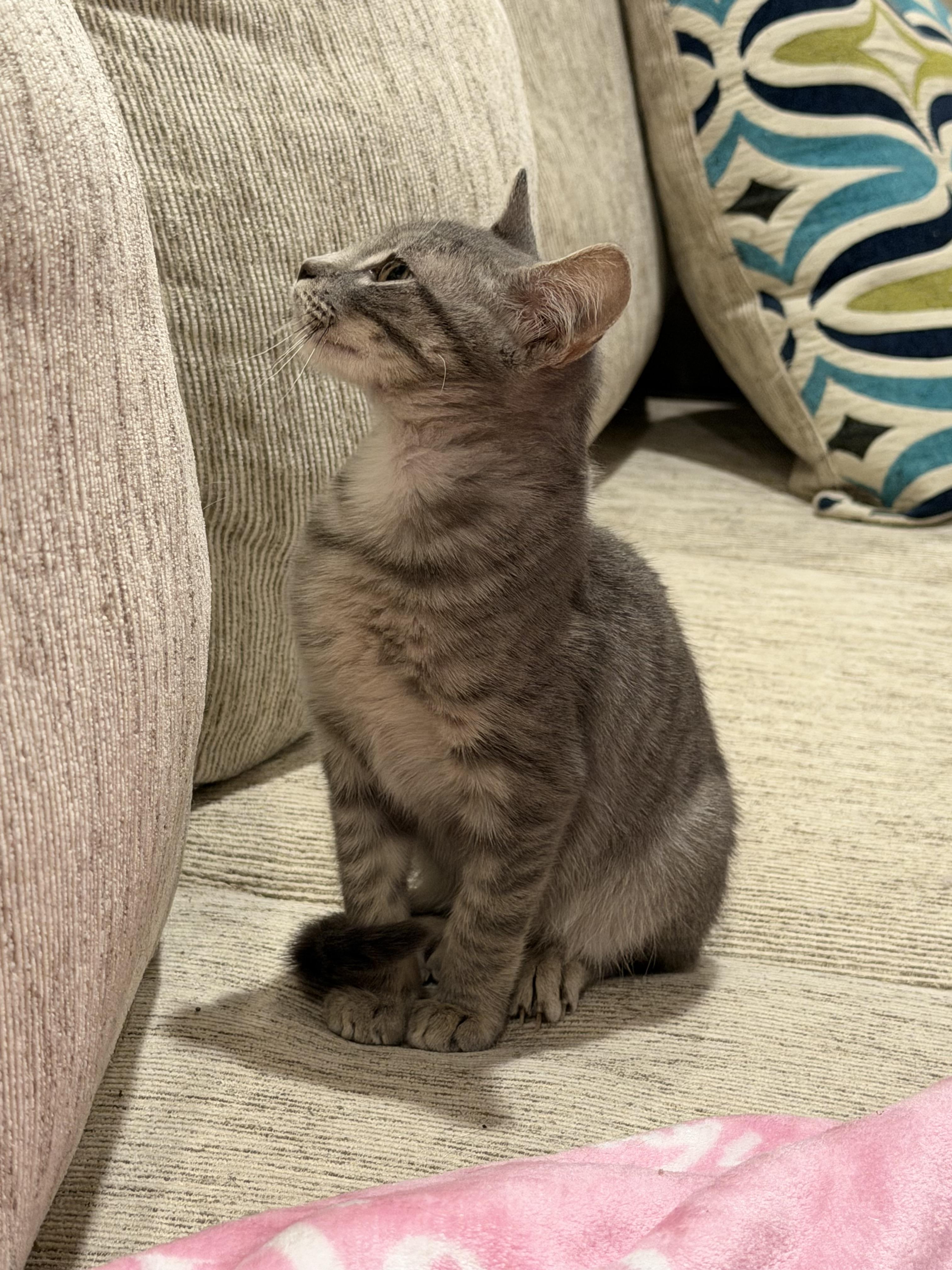 Enlarge Finn, a Adoptable Domestic Short Hair in Columbia, MO image 3/3