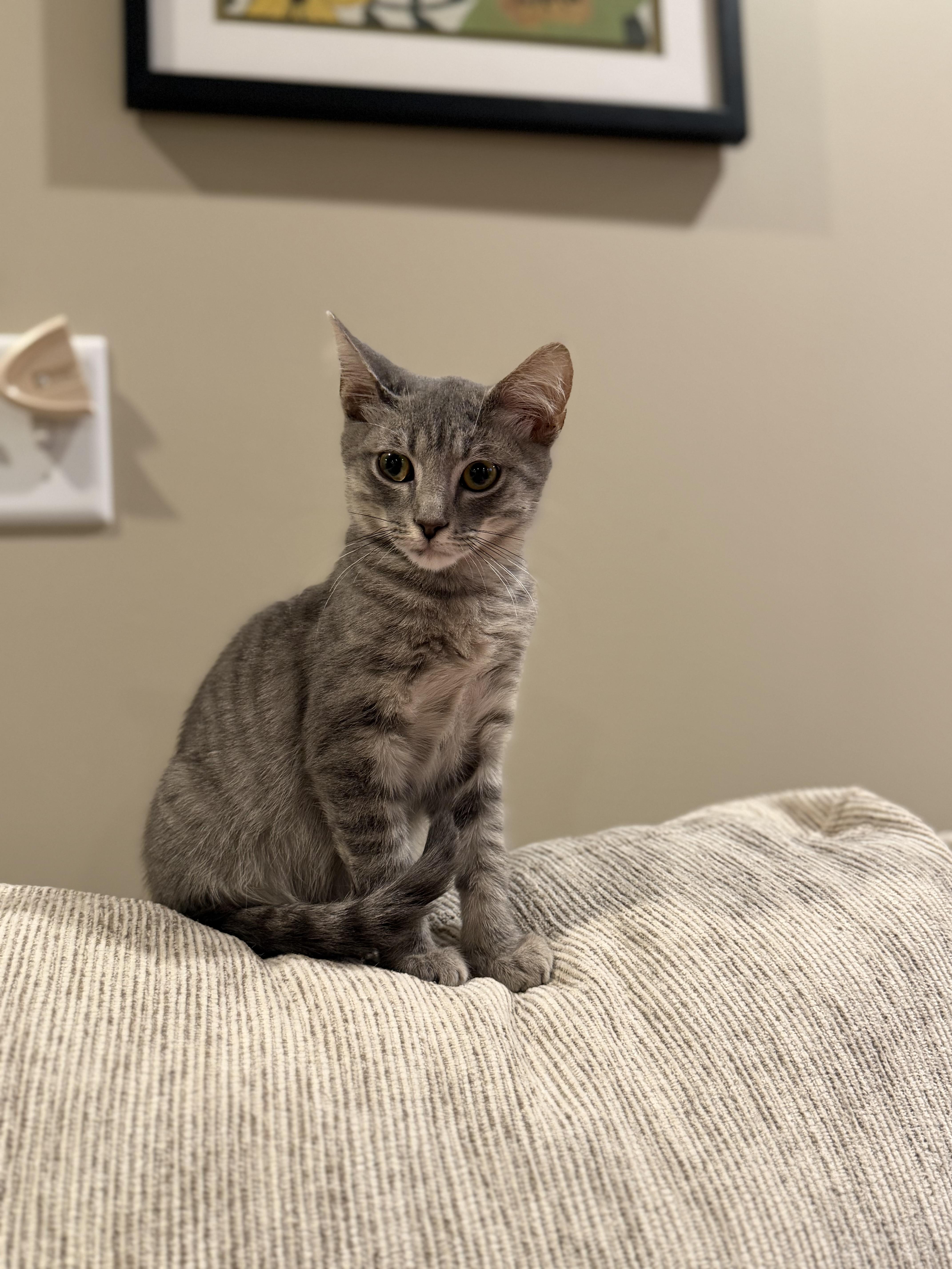 Finn, Adoptable, Young Male Domestic Short Hair.