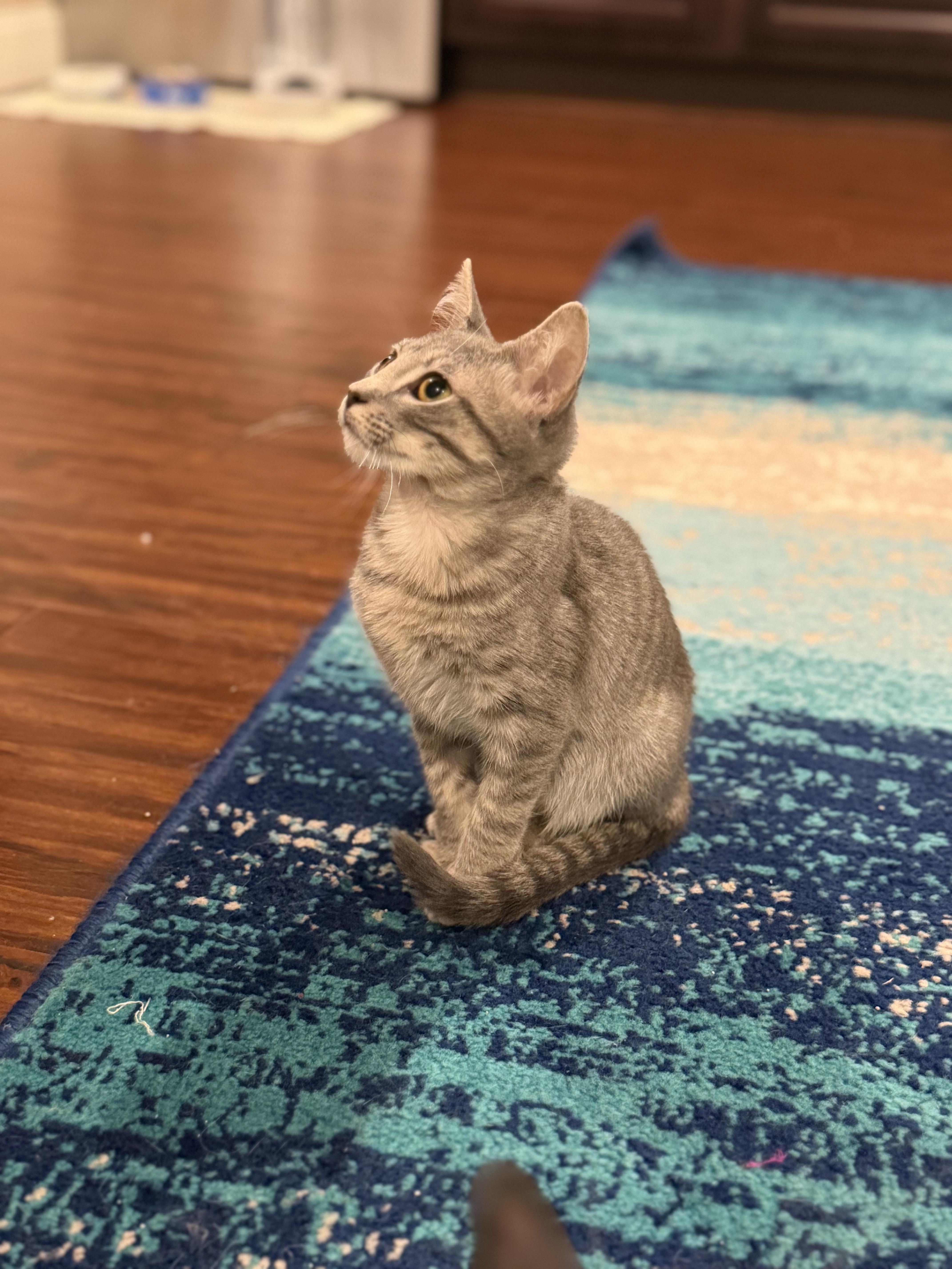 Enlarge Finn, a Adoptable Domestic Short Hair in Columbia, MO image 2/3