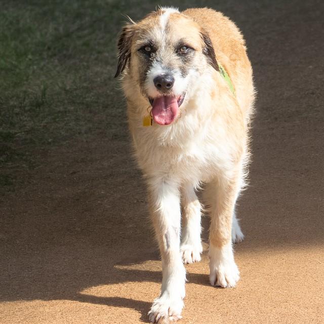 LORENZO, Adoptable, Young Male Airedale Terrier & Mixed Breed.