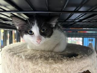 Chuck, a ADOPTABLE Domestic Short Hair in Midland, MI image 3/3