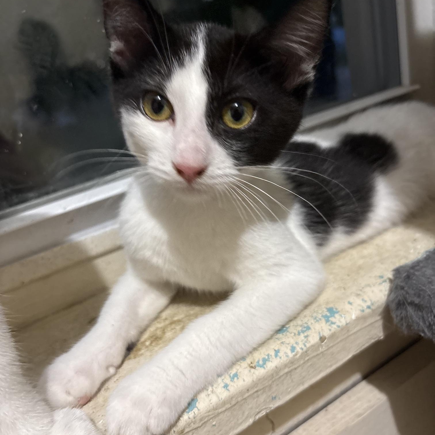 Chuck, a ADOPTABLE Domestic Short Hair in Midland, MI image 2/3