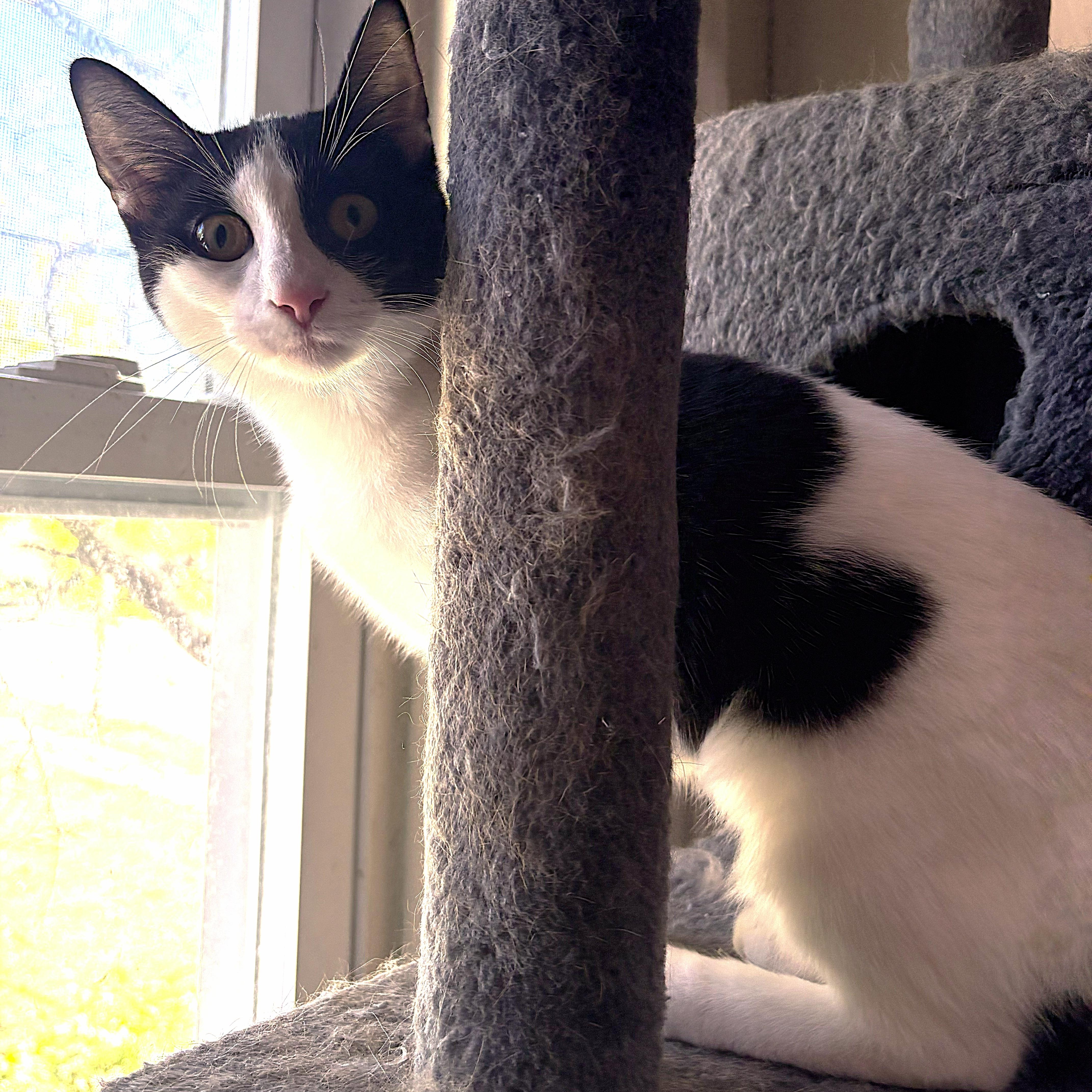 Enlarge Lucy, a Adoptable Domestic Short Hair in Midland, MI image 2/5