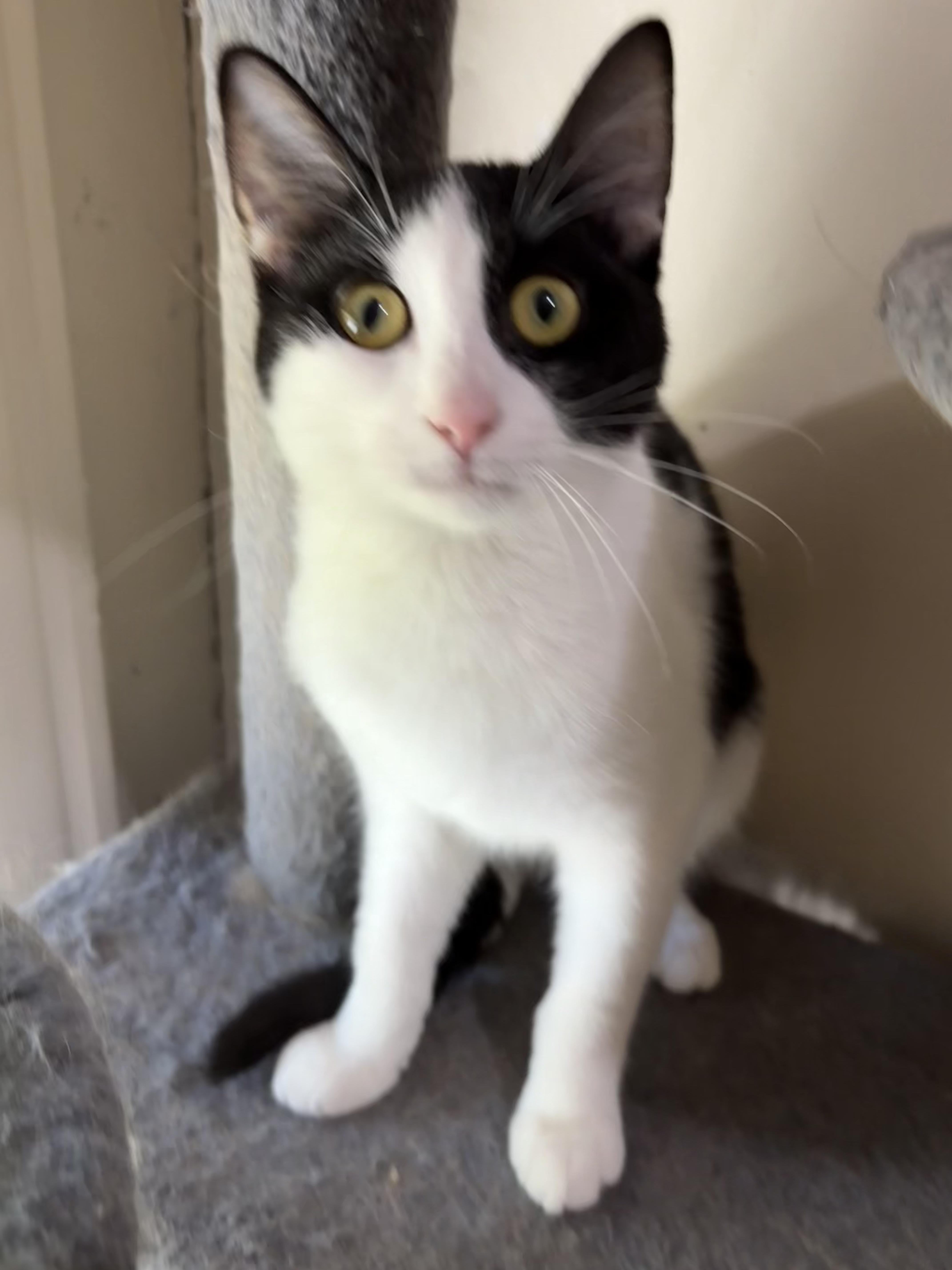 Enlarge Lucy, a Adoptable Domestic Short Hair in Midland, MI image 1/5