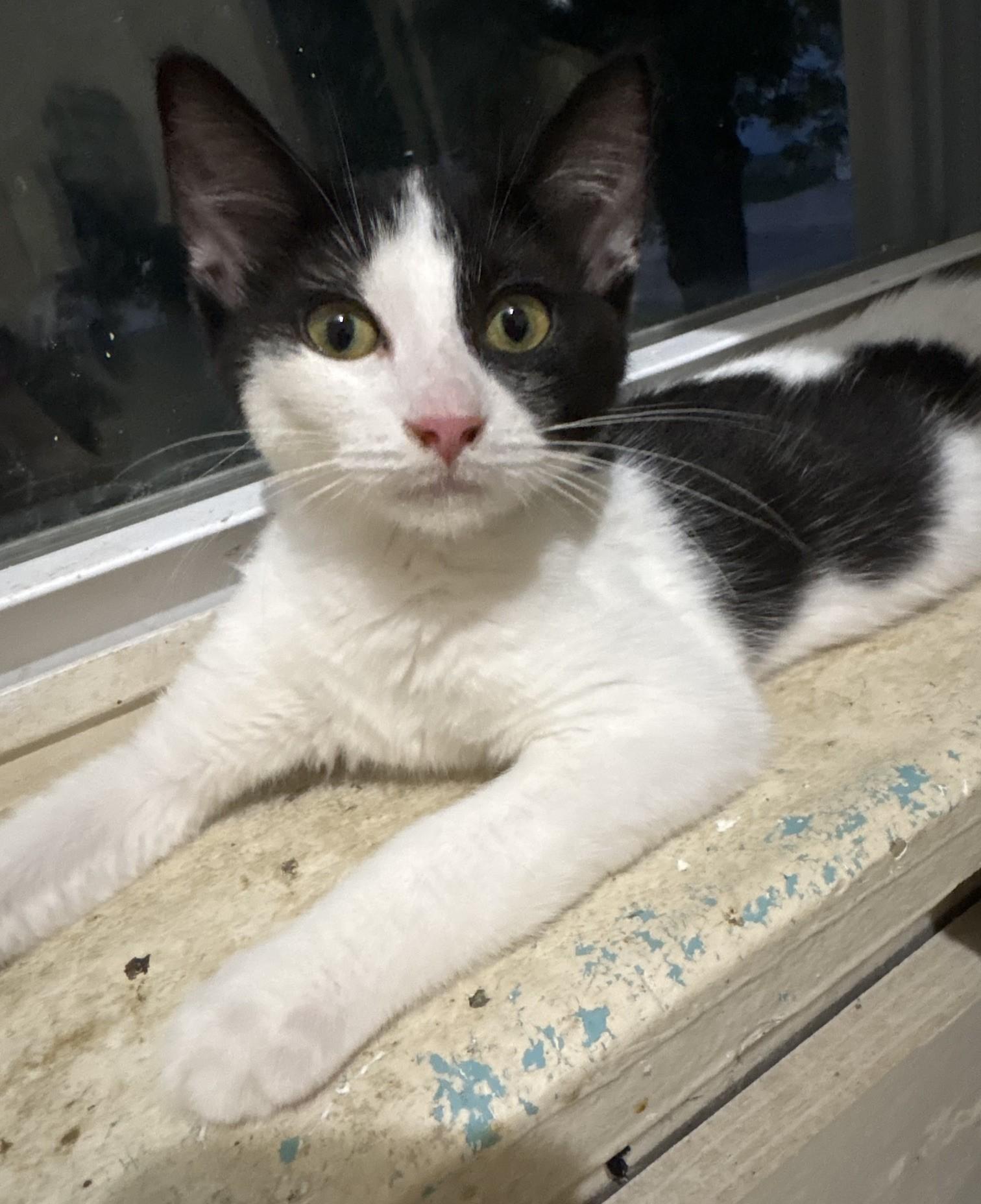 Chuck, ADOPTABLE, Kitten Male Domestic Short Hair.