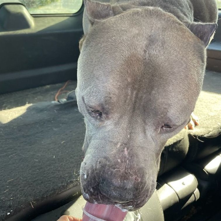 Charlie, Adoptable, Adult Male Mastiff & Pit Bull Terrier.