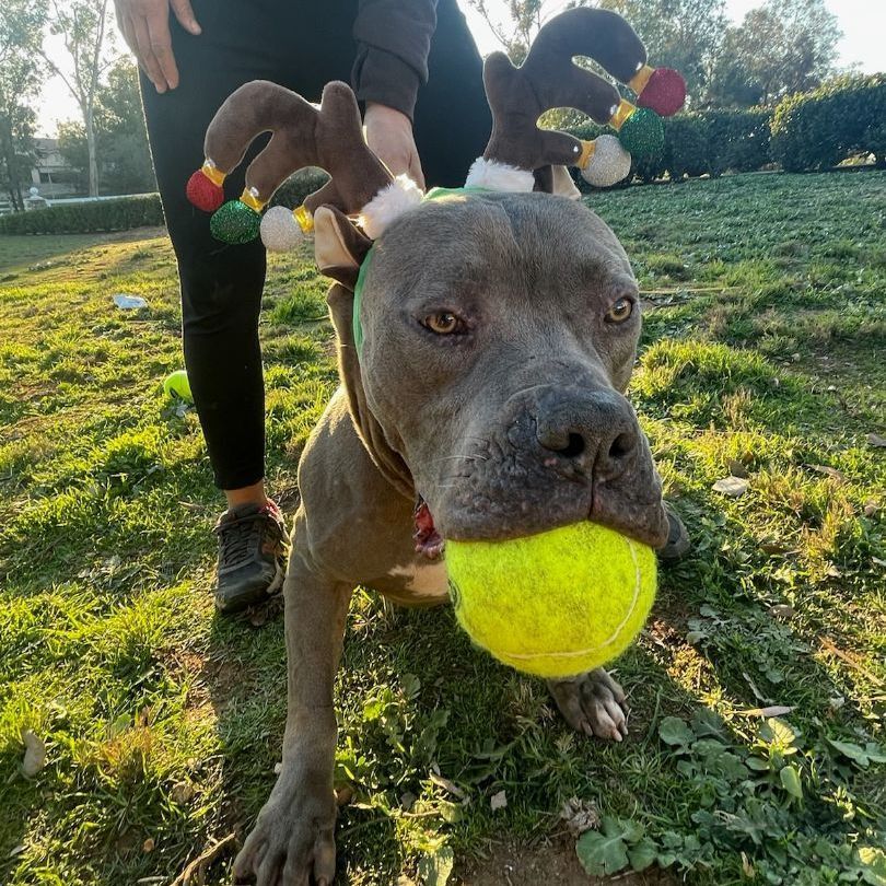 Charlie, a Adoptable mixed breed in Ramona, CA image 3/14