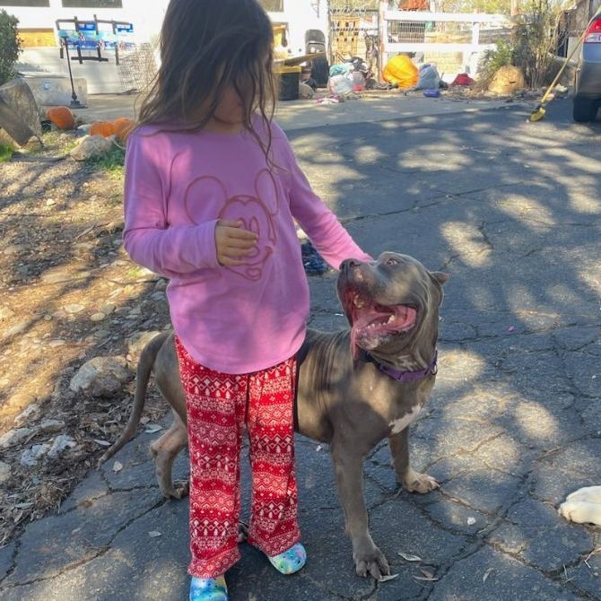 Charlie, Adoptable, Adult Male Mastiff & Pit Bull Terrier.