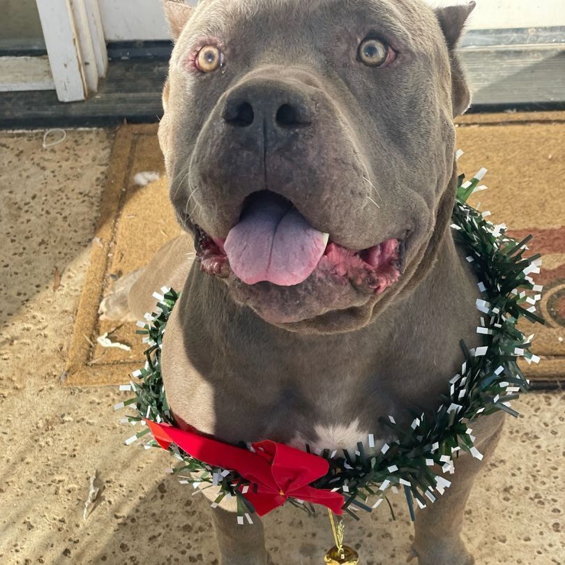 Charlie, a Adoptable mixed breed in Ramona, CA image 6/14