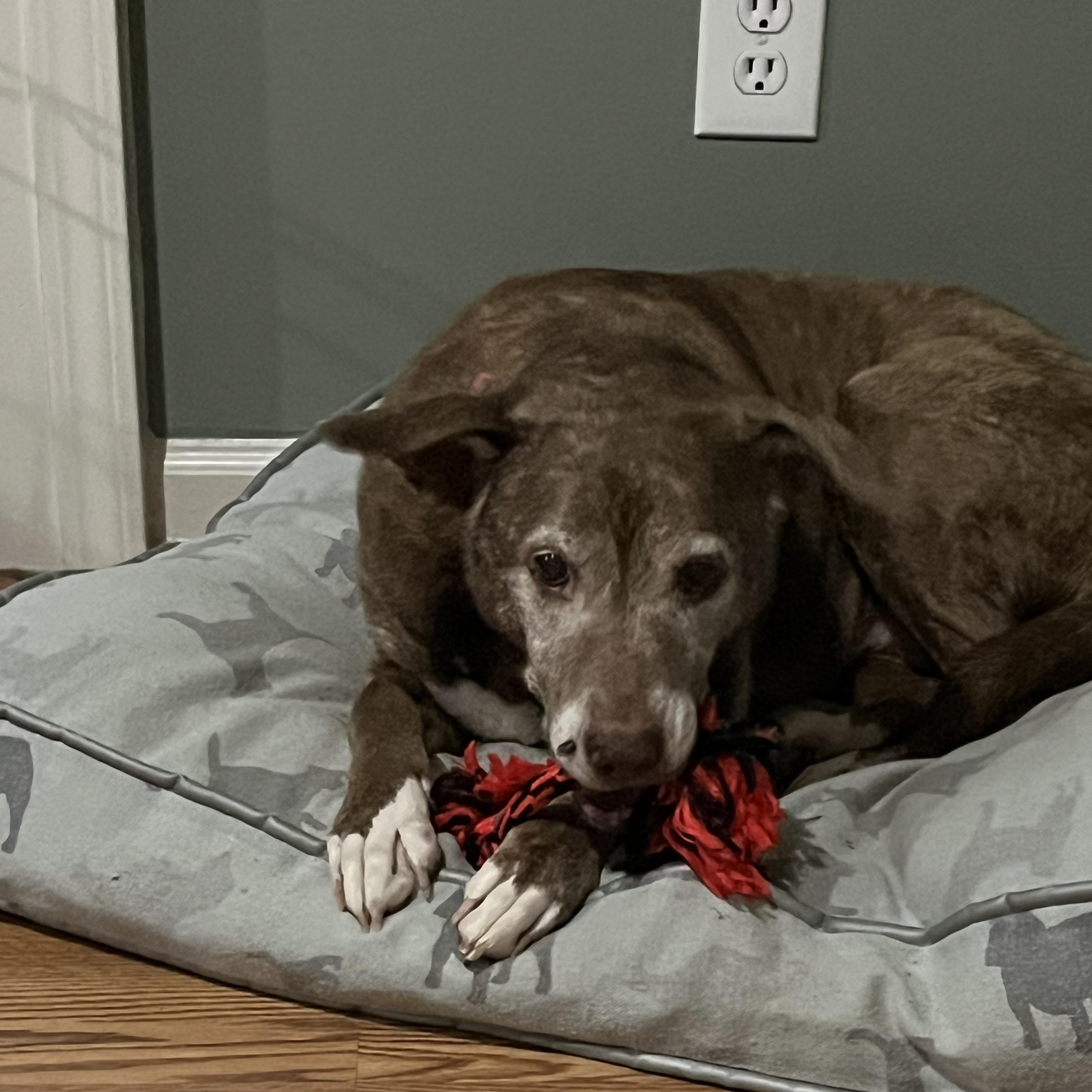 Amber - Sweet Senior Looking for Retirement Home!, ADOPTABLE, Senior Female Mixed Breed.