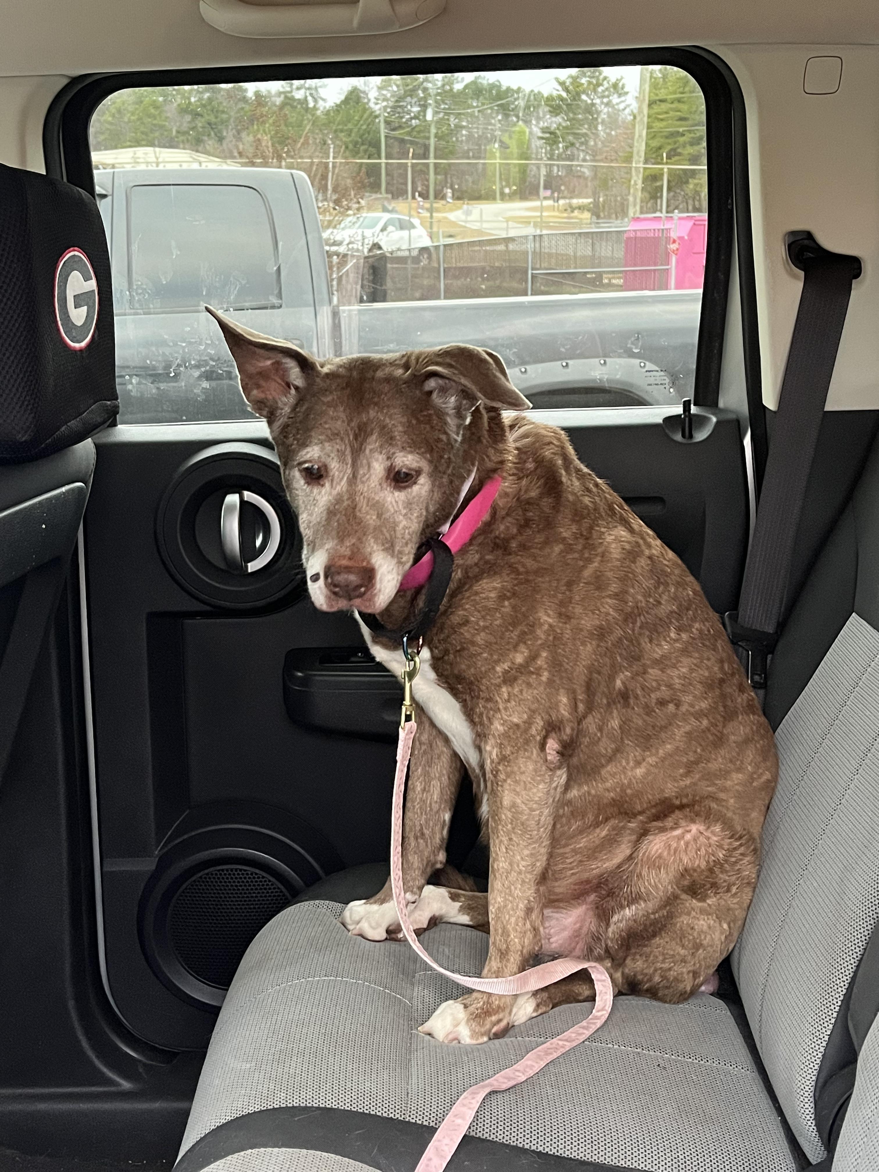 Amber - Sweet Senior Looking for Retirement Home!, a ADOPTABLE mixed breed in Buford, GA image 3/6