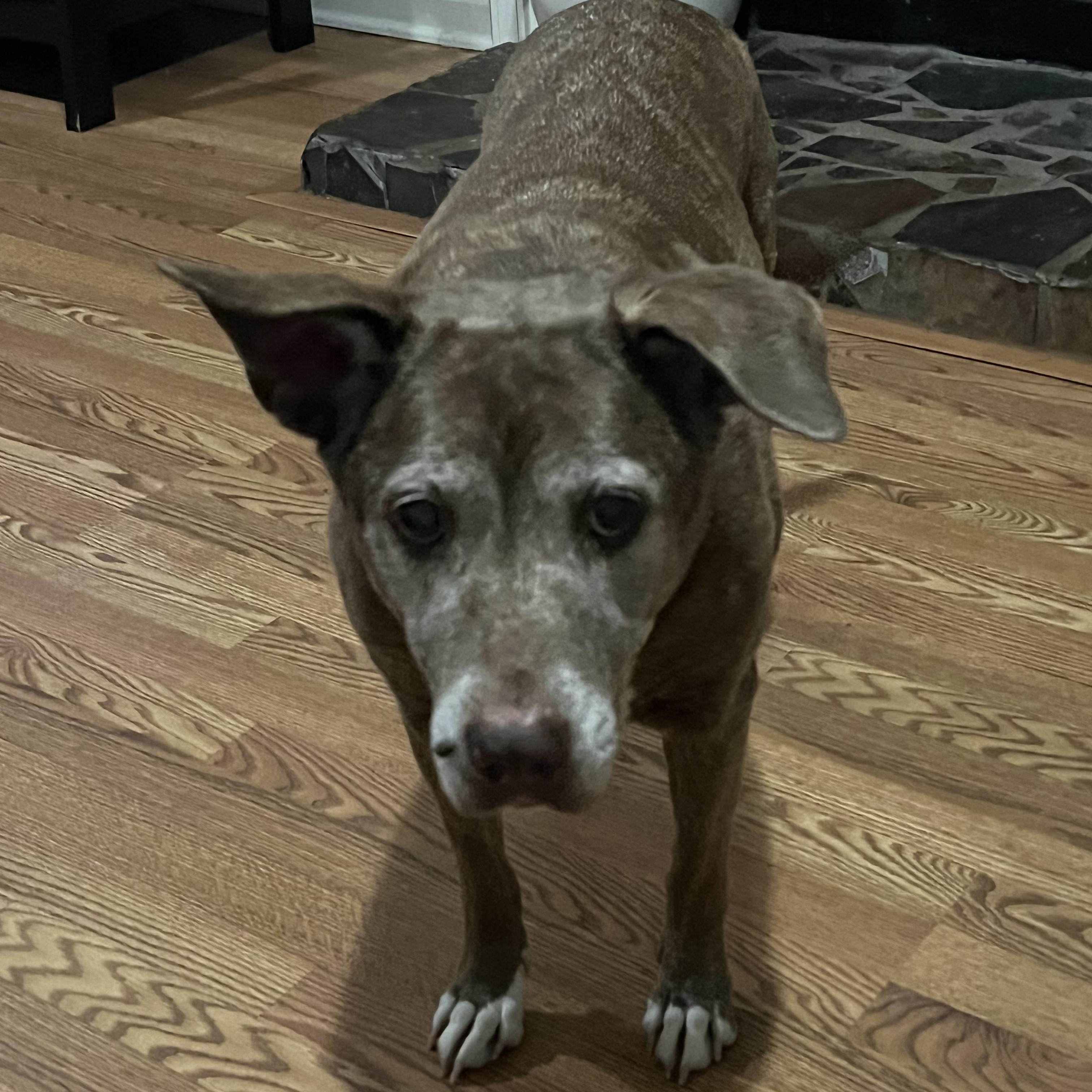 Amber - Sweet Senior Looking for Retirement Home!, a ADOPTABLE mixed breed in Buford, GA image 5/6