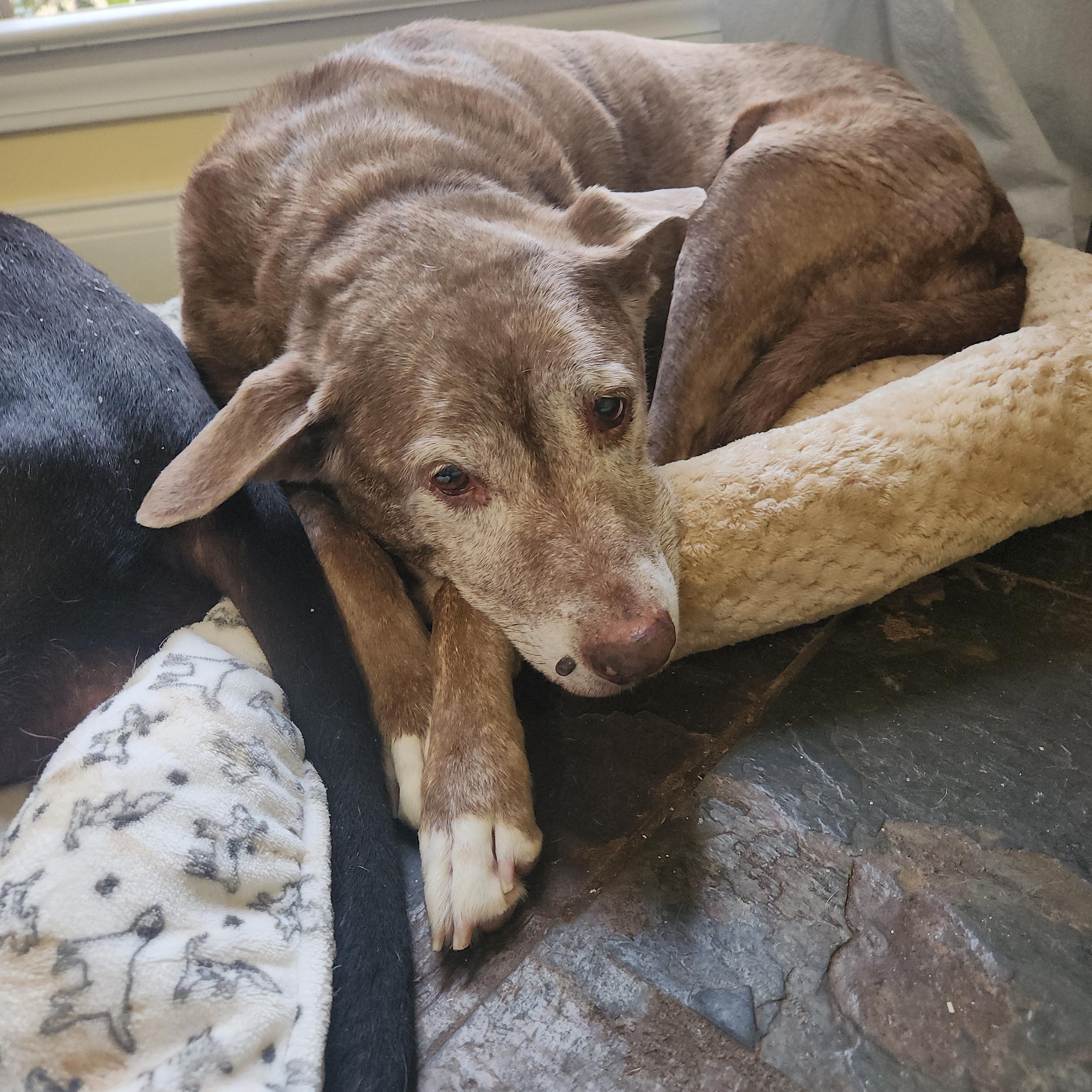 Amber - Sweet Senior Looking for Retirement Home!, a ADOPTABLE mixed breed in Buford, GA image 4/6