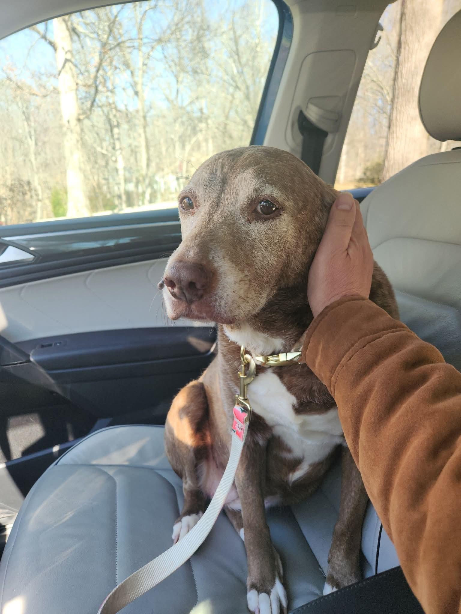 Enlarge Amber - Sweet Senior Looking for Retirement Home!, a ADOPTABLE mixed breed in Buford, GA image 1/6