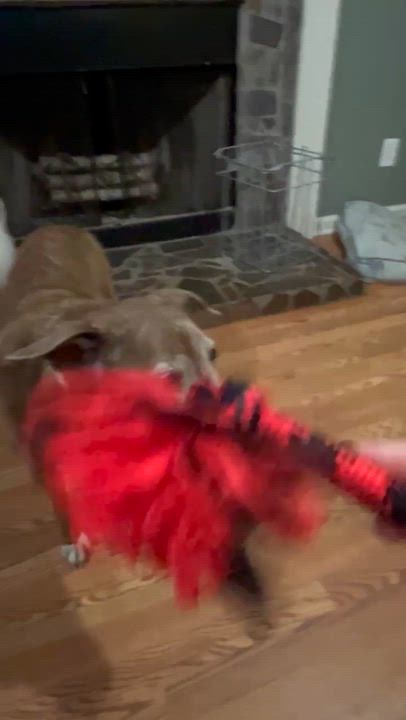 Enlarge Amber - Sweet Senior Looking for Retirement Home!, a ADOPTABLE mixed breed in Buford, GA video 6/6