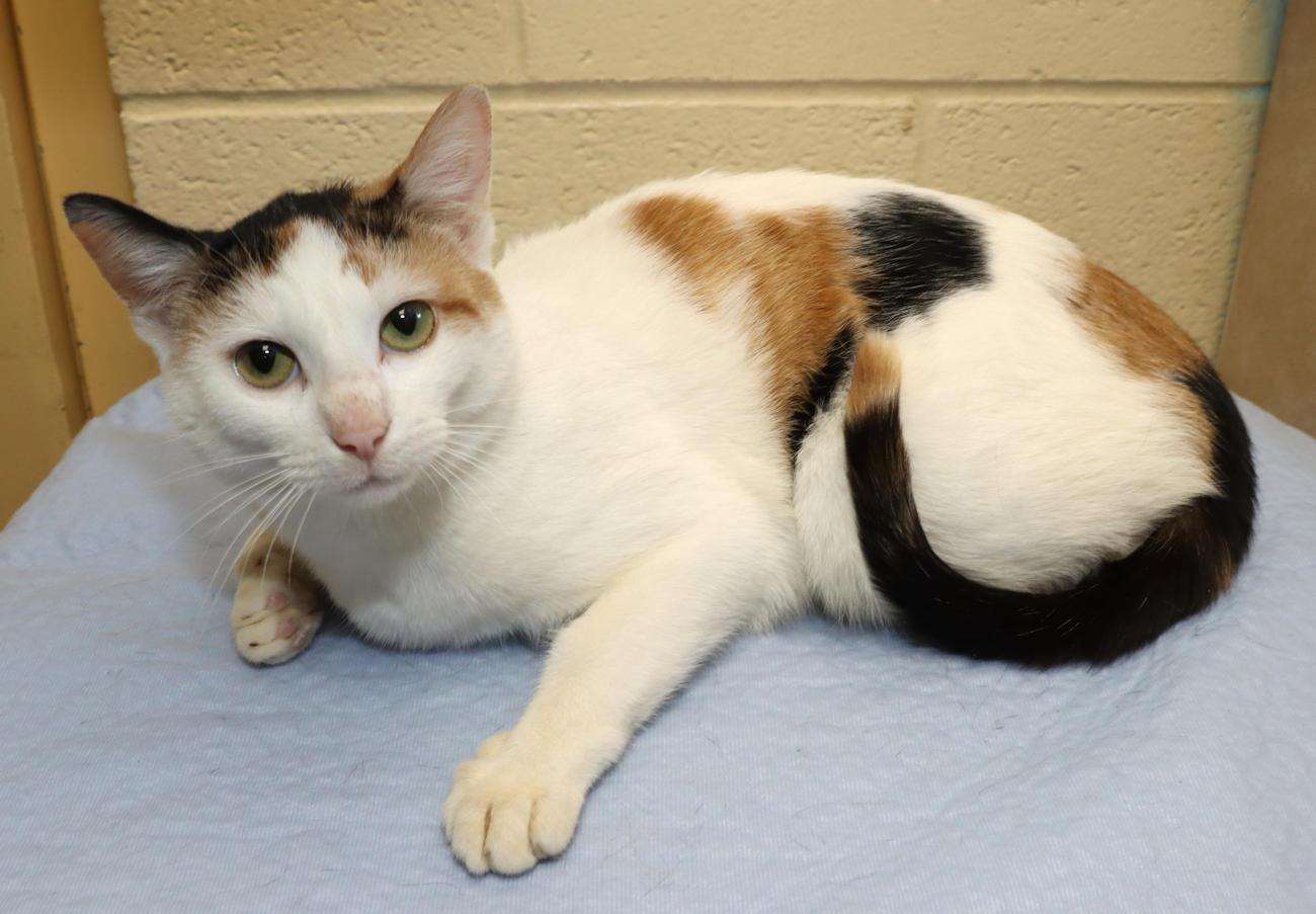 Sadie, an adopted Calico in Euclid, OH image 5/5