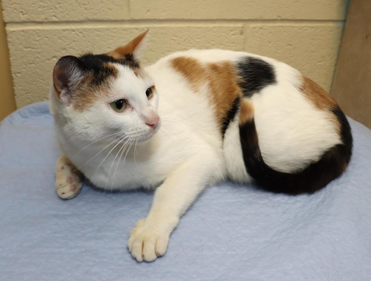 Sadie, an adopted Calico in Euclid, OH image 3/5