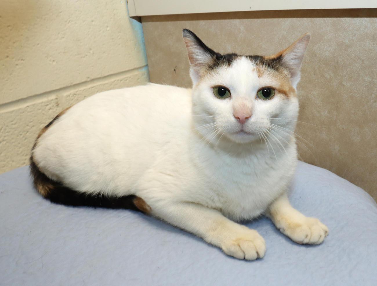 Sadie, an adopted Calico in Euclid, OH image 4/5