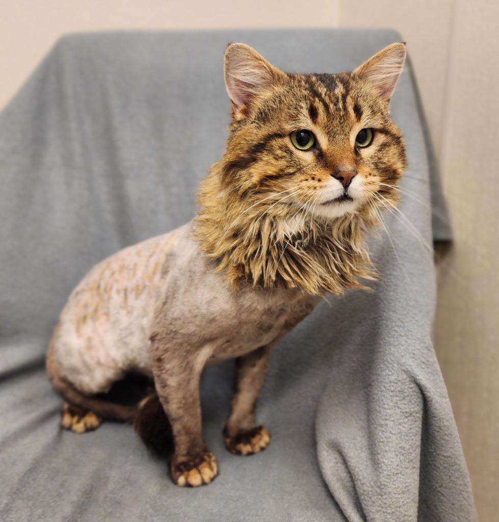 Oak, Adoptable, Adult Male Domestic Medium Hair.